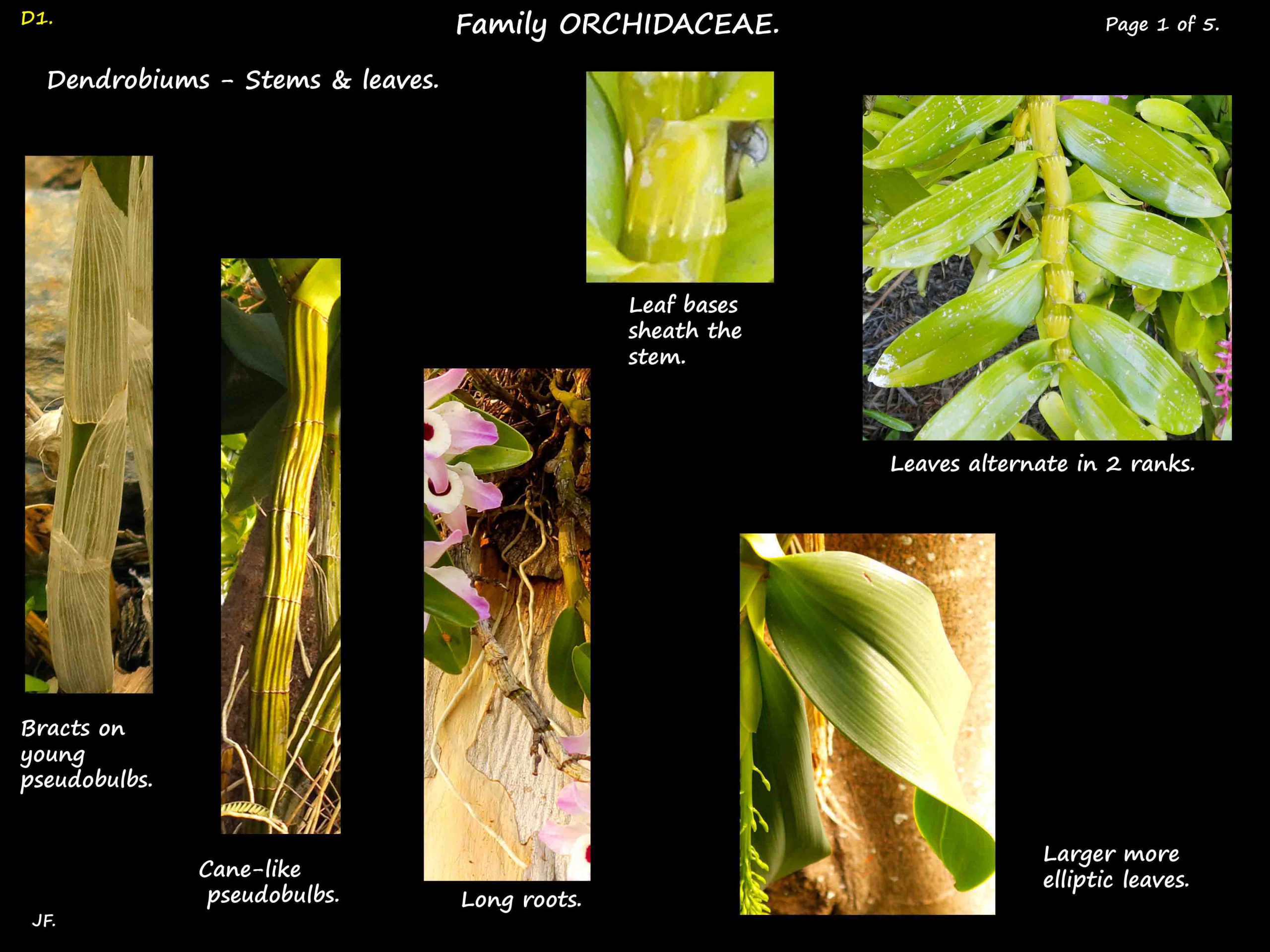 1 Dendrobium leaves & stems